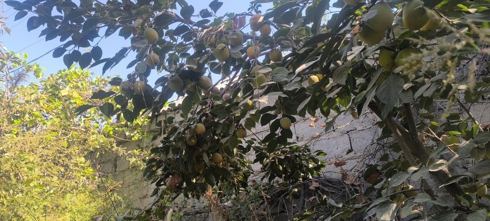 Afrosiyob mahallasi Furqat koʻchasi