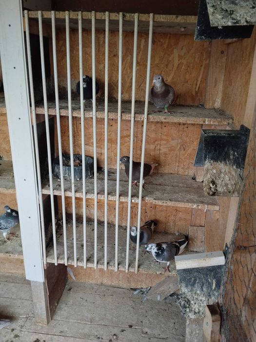 Porumbei voiajori de vanzare