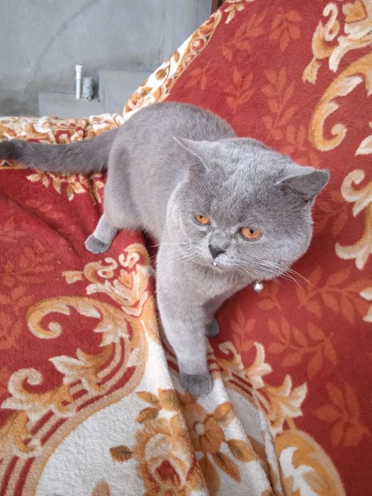 Britan (blue) mushuk sotiladi -judayam sokinpok mayin tukli