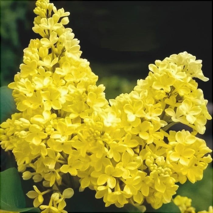 Liliac Galben Intens