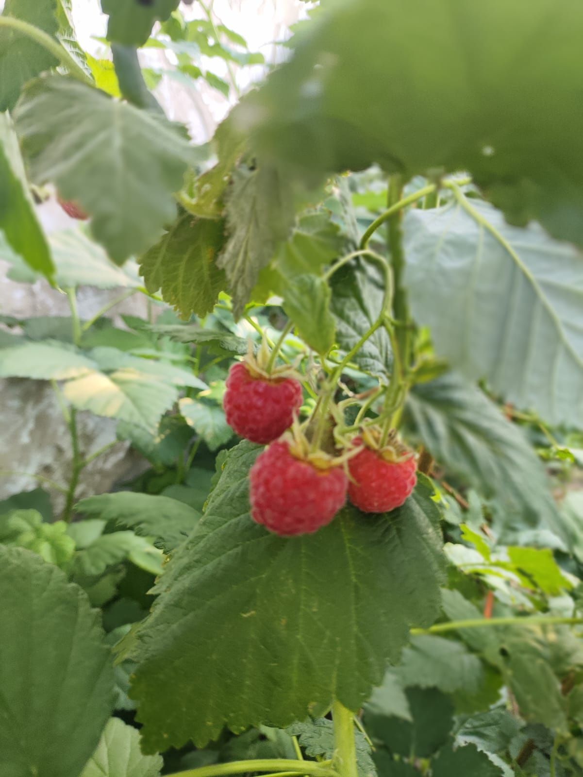 Продам Малину дачную
