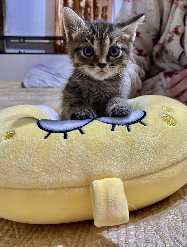 Отдам котят в добрые руки