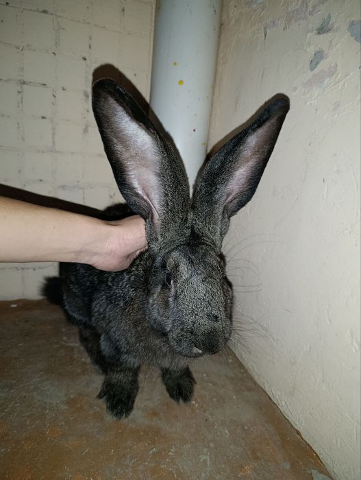 Flandr quyon sotiladi