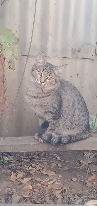 Отдам в хорошие руки . Два котенка
