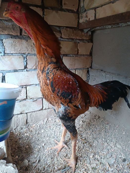 Dakan дакан xoroz tozza par