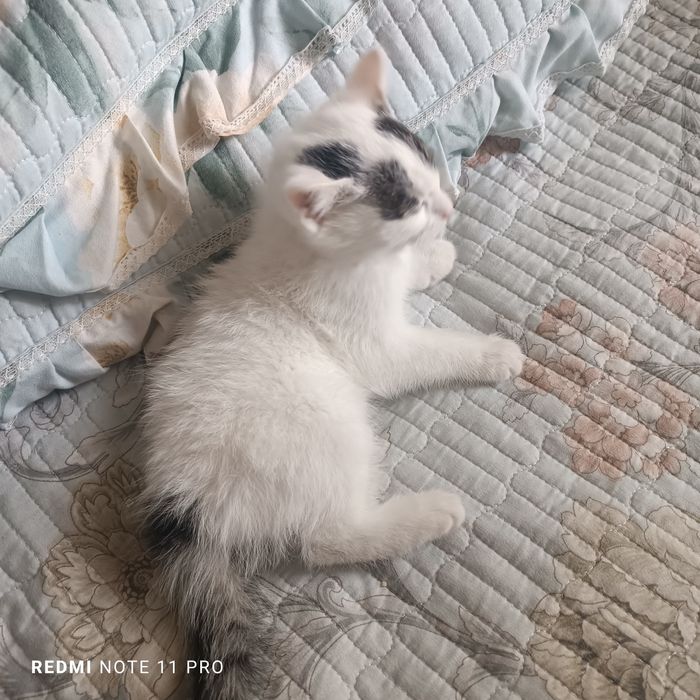 Турецкий ангорка