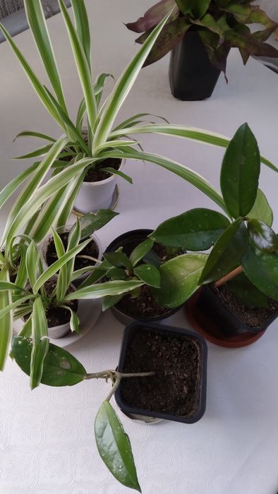 Комнатные   цветы