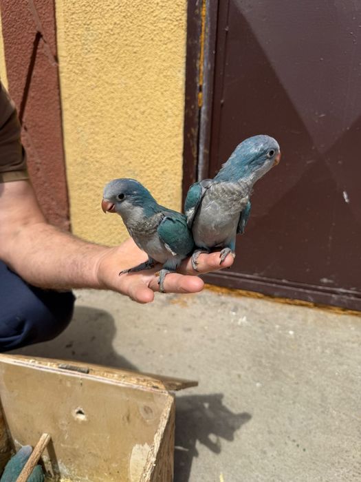 Schimb ,vind papagali călugări