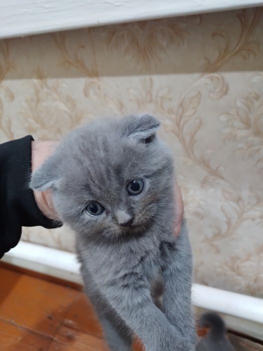 Пишикла сотилоди.