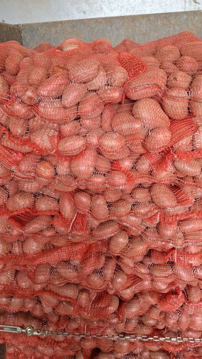 Cartof import Danemarca Polonia Germania