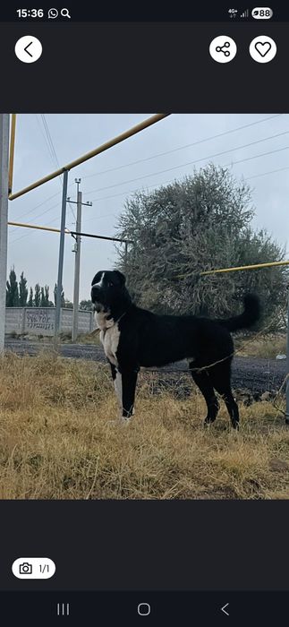 Алабай тобет ит сатлады жигитер Холка 93.95 см вес данной момент 74.75
