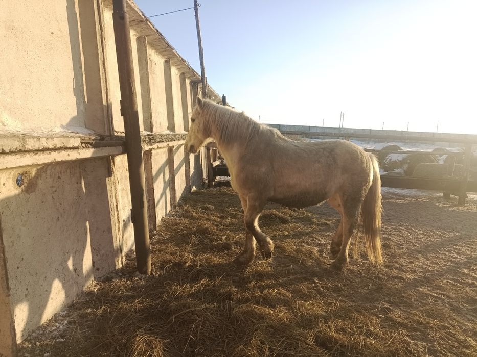 Продам жеребеца 6 лет