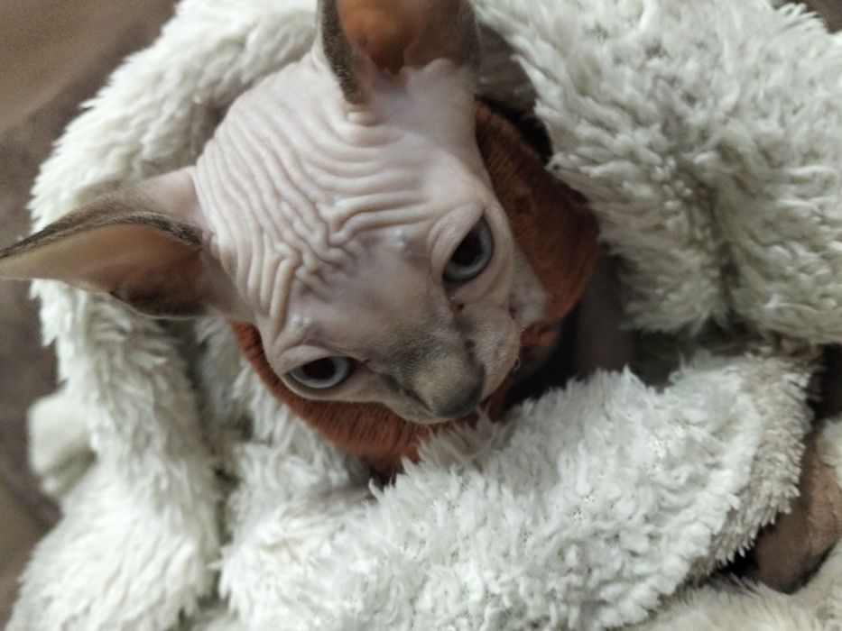 Продам котика канадский сфинкс