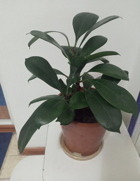 ФИКУС цветок  разновидность