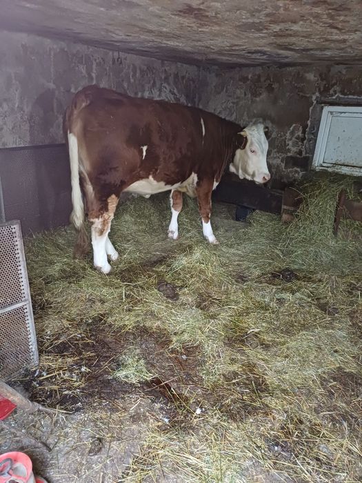 Vînd junincă la prima fătare  ,detalii  în privat .