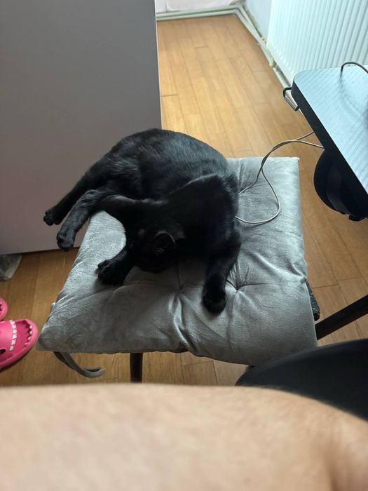 URGENT Pisica neagra, Approx. 6 luni, mascul