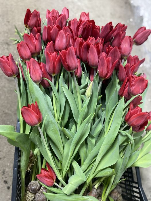 Тюльпан оптом премиум коасса