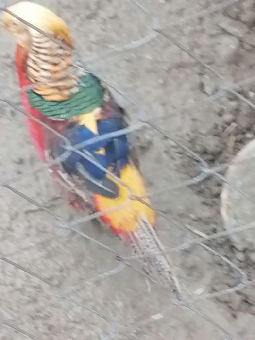 Fazani colorați și aurii