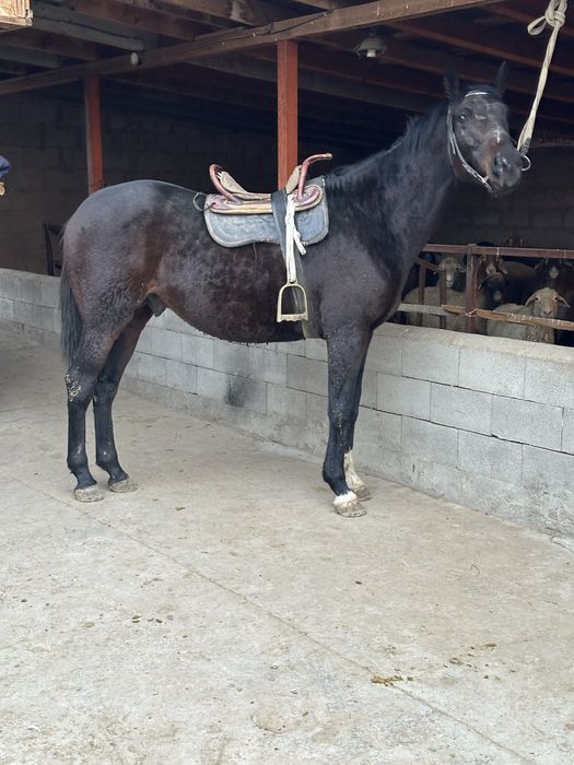 Продам жеребцааааа