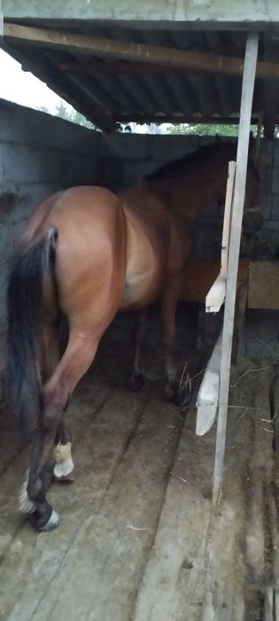 Таи 1.5 жасар дени сау аяктары сау уиретьлген  каны бар