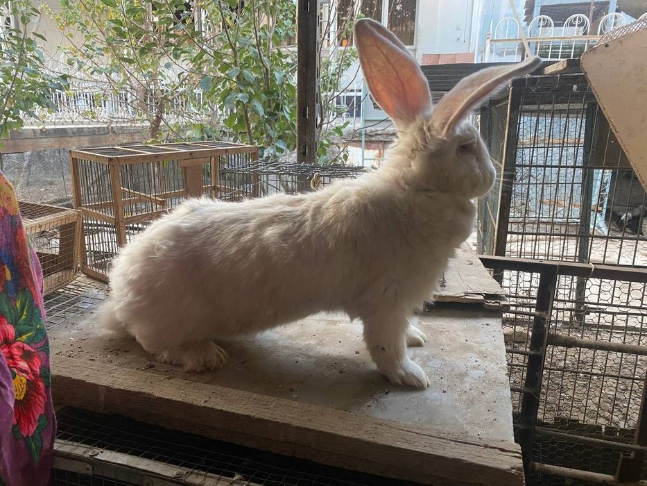 Фландр куйонлар сотилади