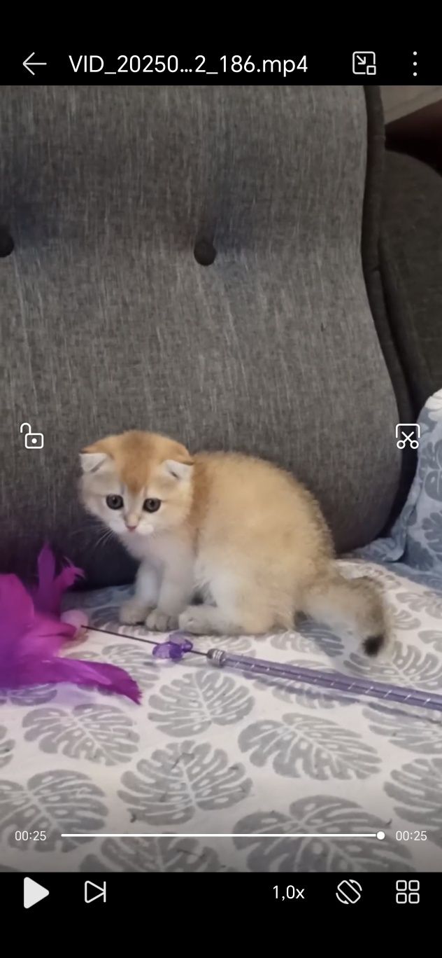 Котенок шиншилла британская, 4 месяца