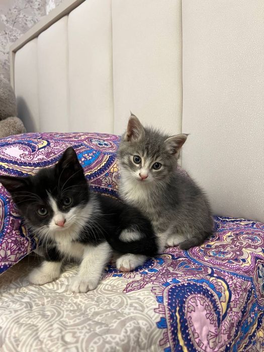 Отдам котят в хорошие руки.