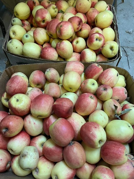 Яблоки со своего сада. Город Тараз  .