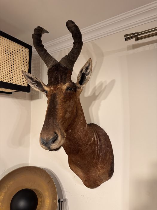 Trofeu antilopa kongoni