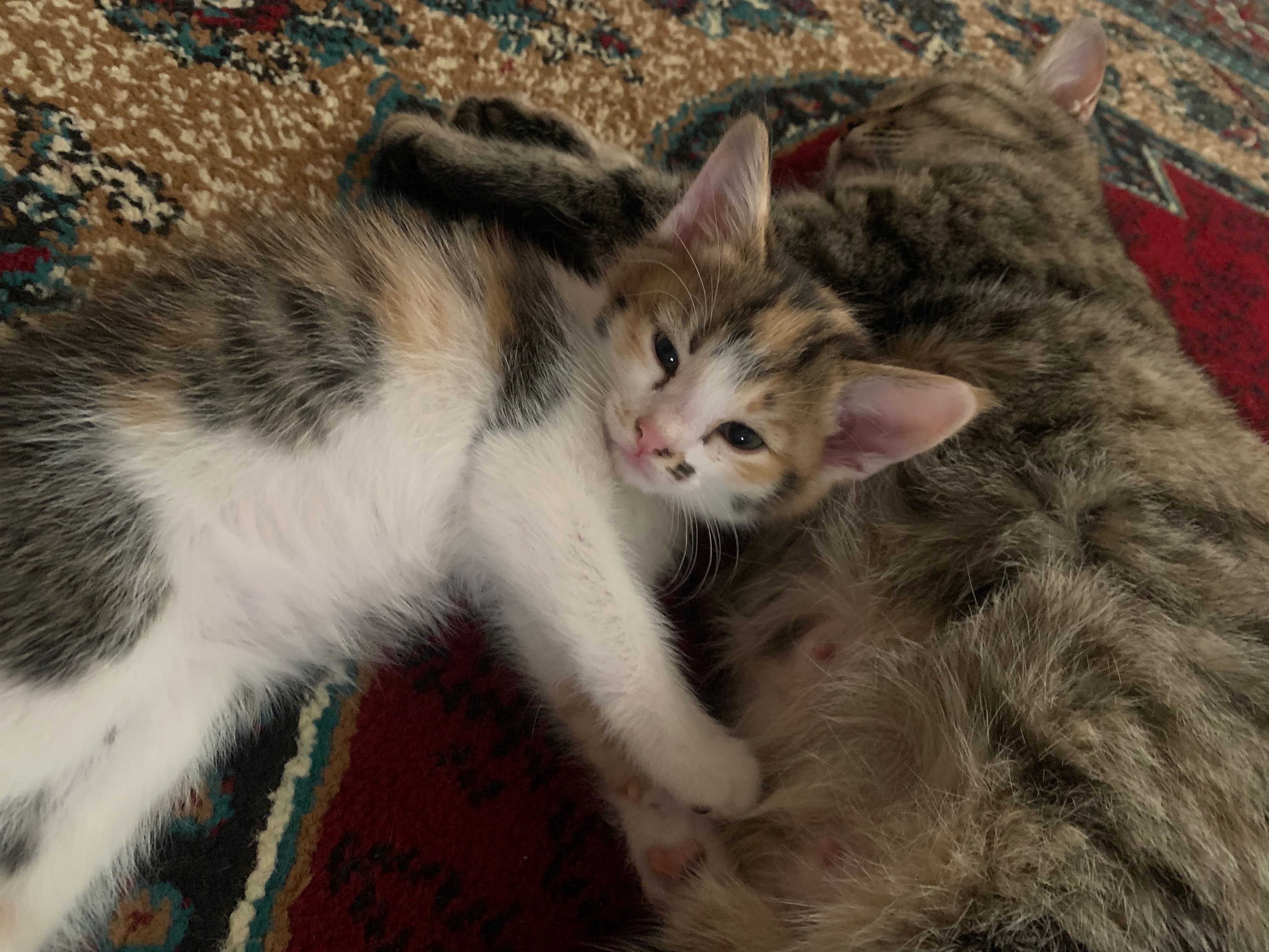 Котенок, мушук,пшик