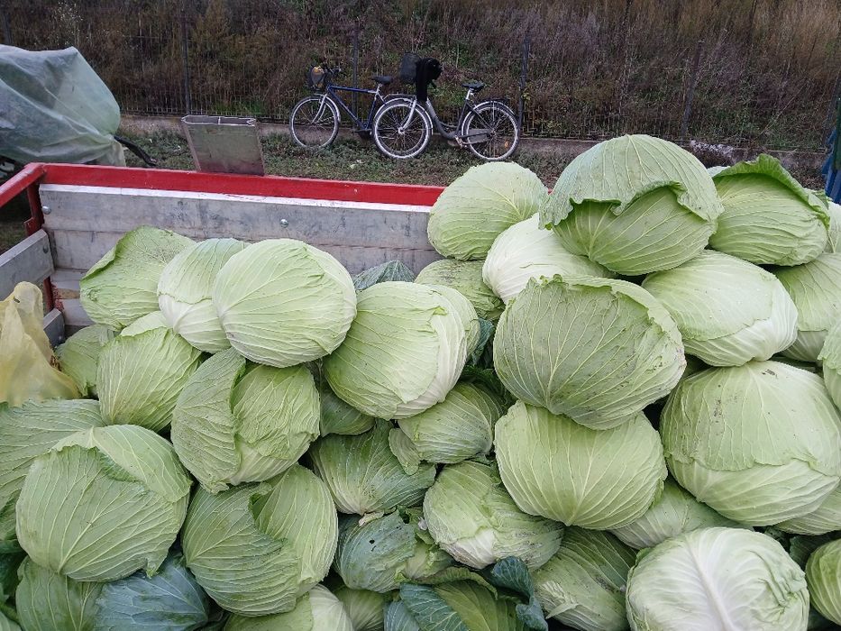 Varză pentru sarmale