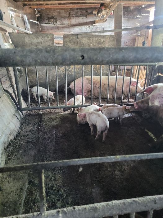 Продам поросят 1 месяц