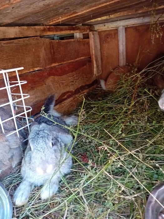 Iepuroi de vânzare 150 lei