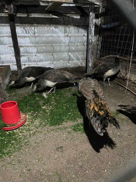 Păuni standard 2025