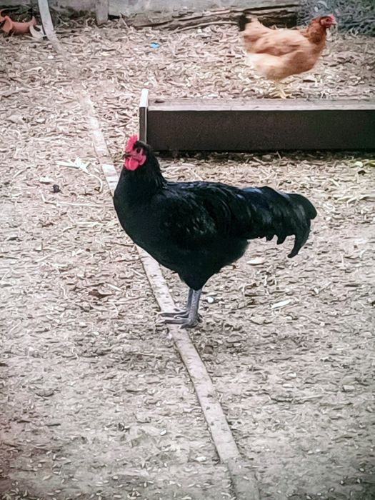 Cocoși Australop