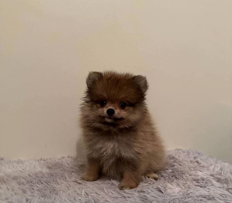 Щпицы крем соболь