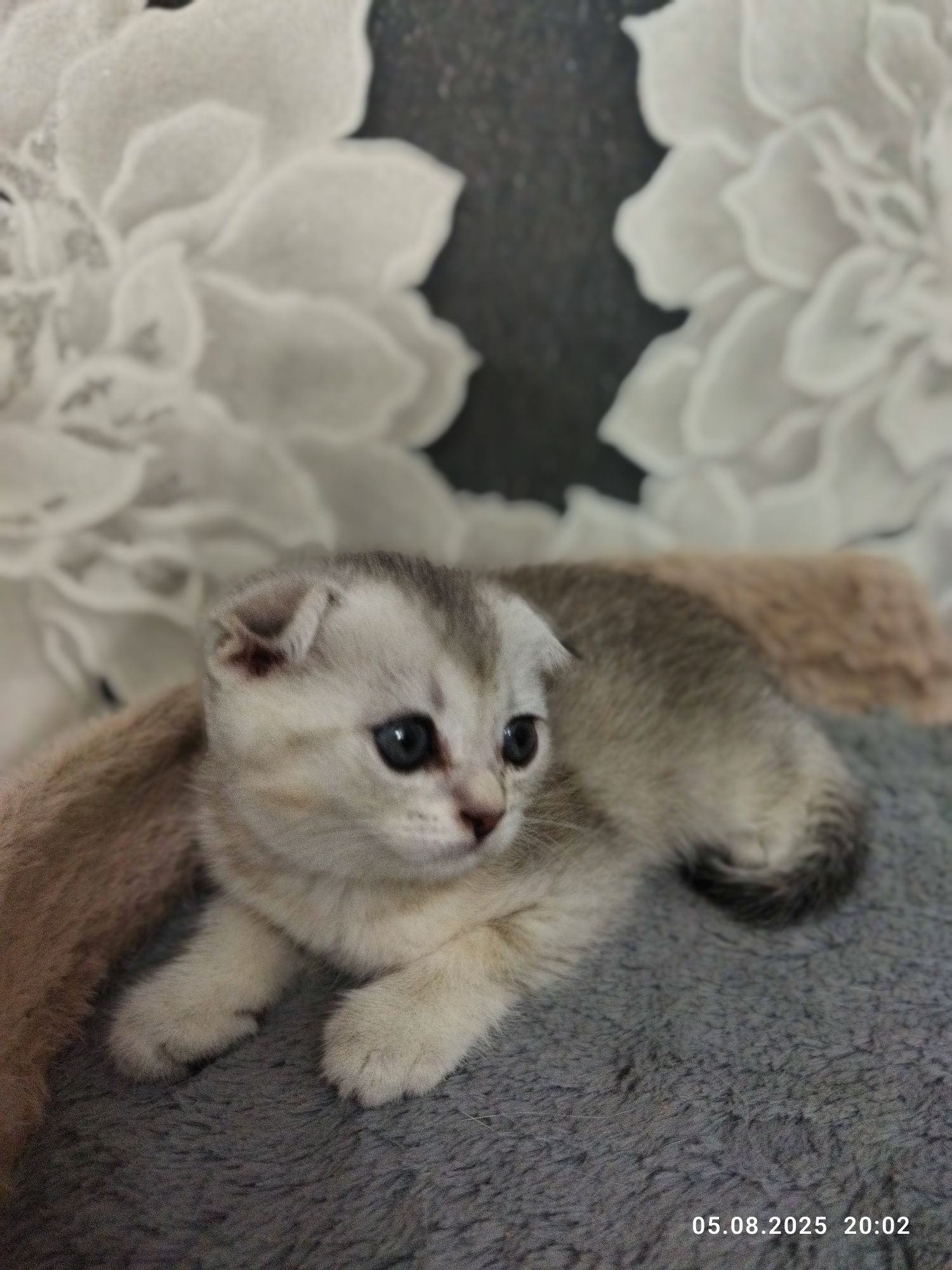 Срочно продаются шотландские котята