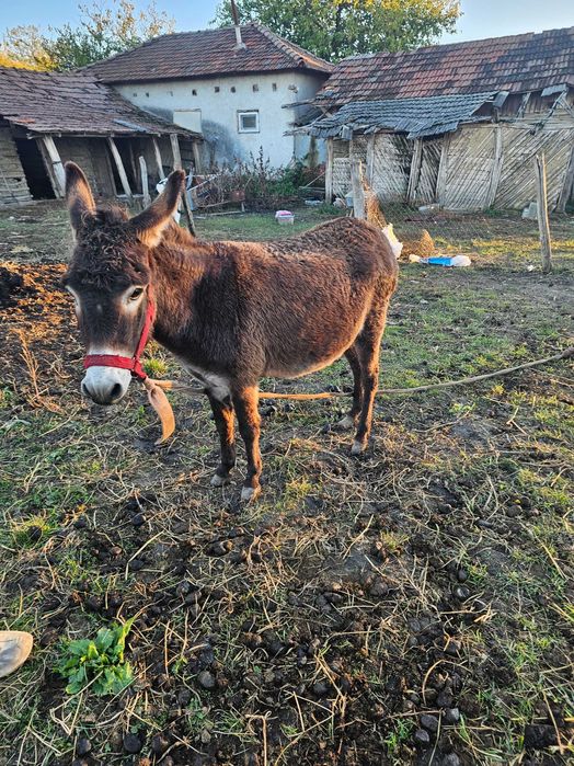 2 magarite 2000 lei amandoua