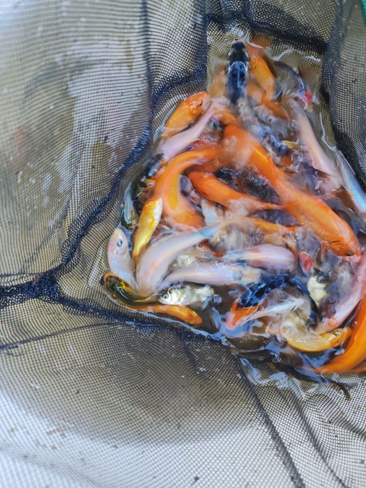 Crapi Koi toate culorile