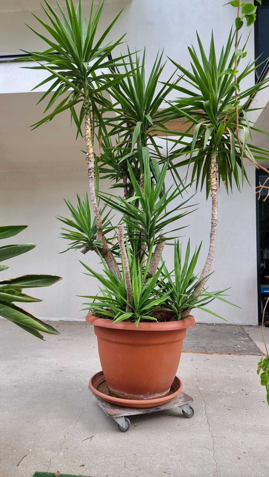 yucca h 3m diam 80 cm