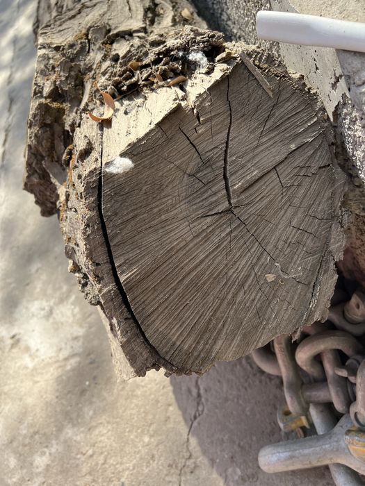 Yong’oq, Daraxt _ 2 ta Bor