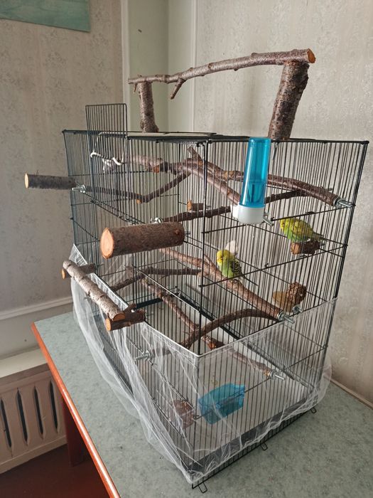 2 пары попугаев с клетками