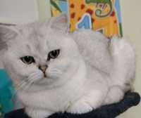 Вязка, случка, шикарный британский кот шиншила серебро дрогойненный