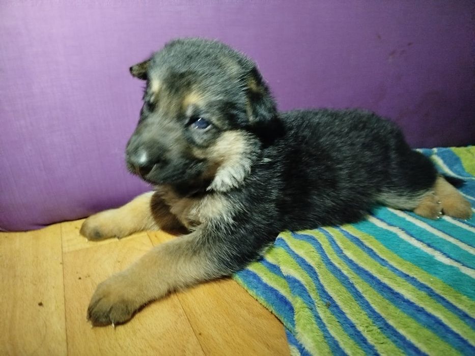 Немецкие щенки..