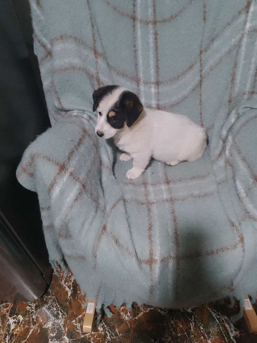 Buna dimineața donez cățeluș in vârstă de 2 luni jumătate