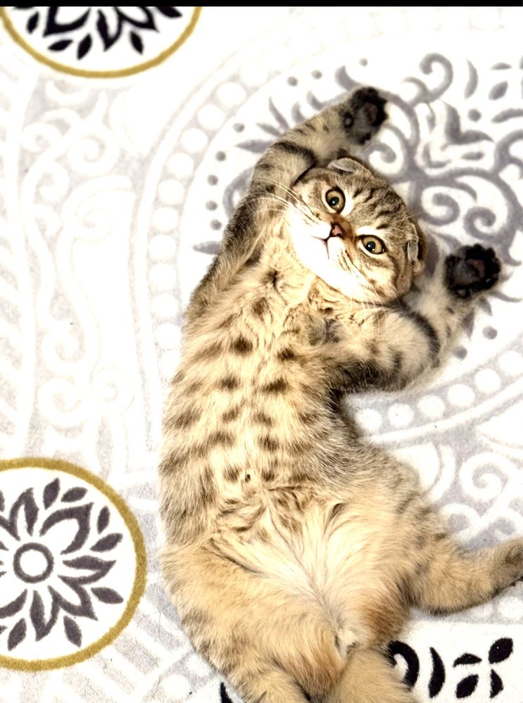 Шотландская вислоухая кошечка — ласковая и игривая!