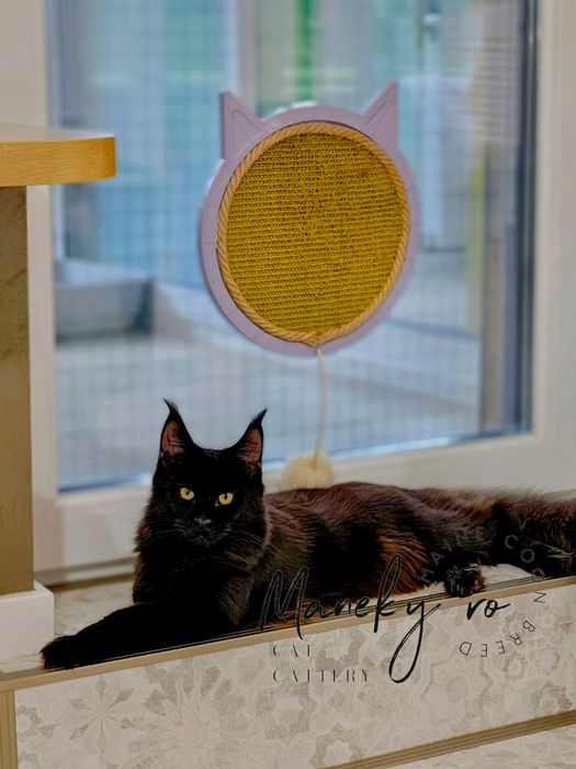 Pui Maine Coon culoare Negru