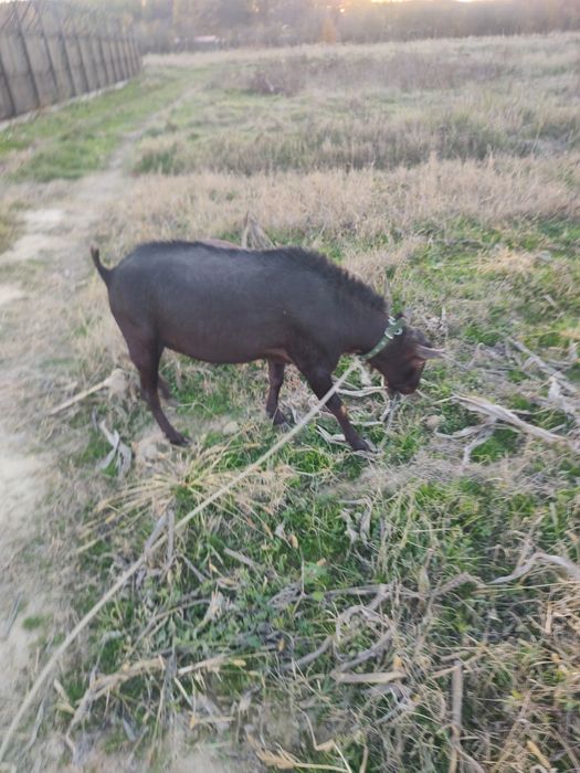 Vând țap și pereche capre murciana originale