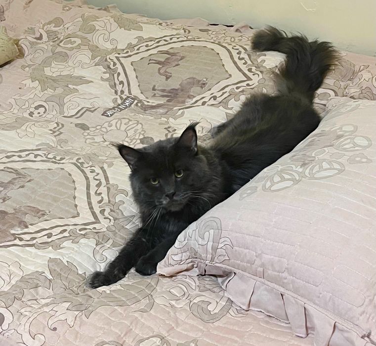 Продается Мейн Кун мальчик