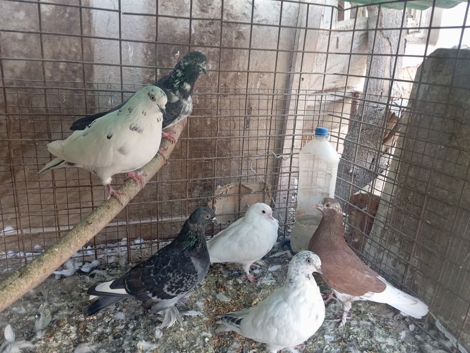 Sotiladi Toshkent shahar Bektemir tumani